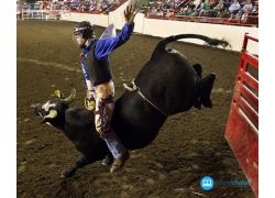 school-chalao-history-of-bull-riding.jpg