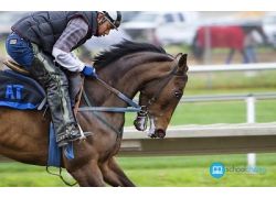 school-chalao-horse-racing-training-schedule.jpg