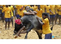 school-chalao-jallikattu.jpg