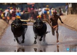 school-chalao-kambala.jpg