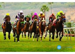 school-chalao-participating-countries-of-horse-racing.jpg