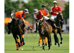 school-chalao-polo.jpg